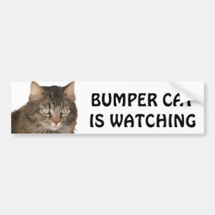 Autocollant De Voiture Le chat de butoir observe