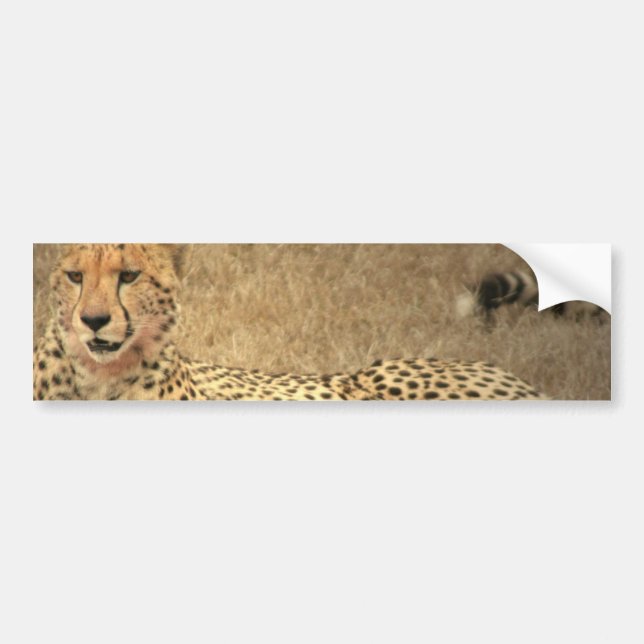 Autocollant De Voiture Le guépard repère l'adhésif pour pare-chocs (Devant)