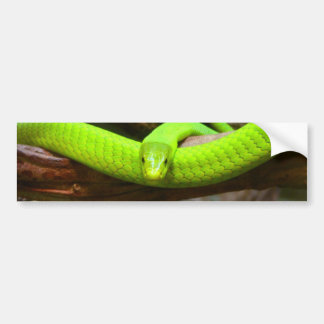 Autocollant De Voiture Le Serpent Green Mamba Animal Scary Party Destinée