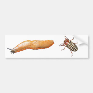 Autocollant De Voiture Lingot et insecte