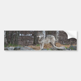 Autocollant De Voiture Loup gris