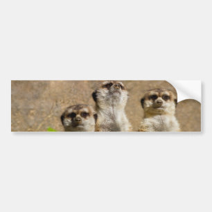 Autocollant De Voiture Meerkats