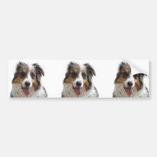 Autocollant De Voiture Miniature American Shepherd Merle