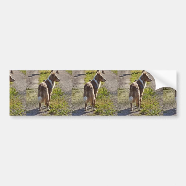 Autocollant De Voiture Miniature American Shepherd Red Merle with Tail (Devant)