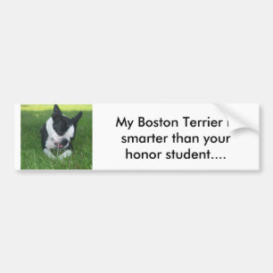 Autocollant De Voiture Mon Boston Terrier est plus futé que votre honneur