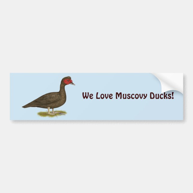 Autocollant De Voiture Muscovy Drake Chocolat (Devant)
