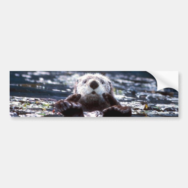 Autocollant De Voiture Natation de loutre de mer (Devant)