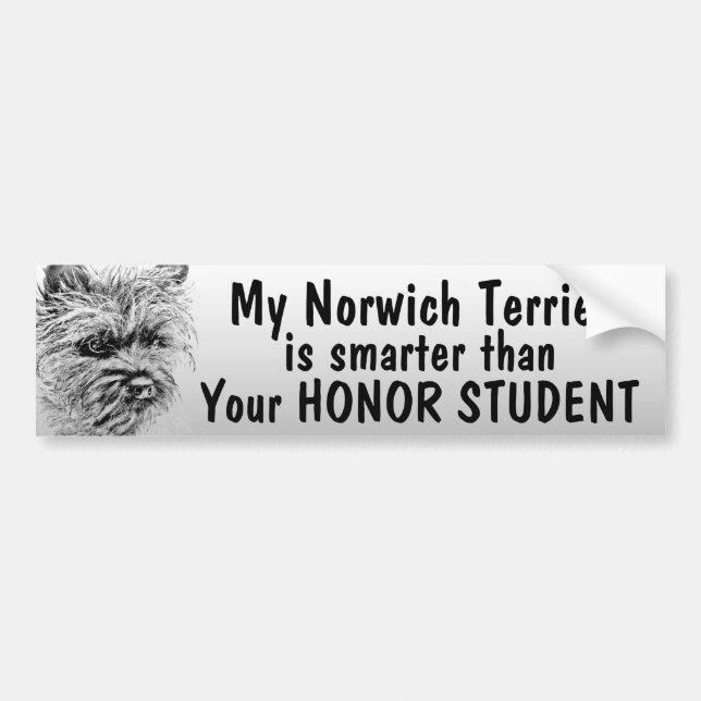 Autocollant De Voiture Norwich Terrier est plus futé que l'étudiant - (Devant)