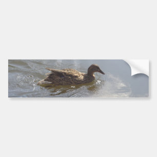 Autocollant De Voiture Oie sauvage nageant dans le lac, Nature, Oiseau