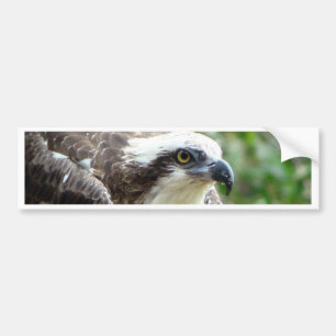Autocollant De Voiture Oiseau de balbuzard