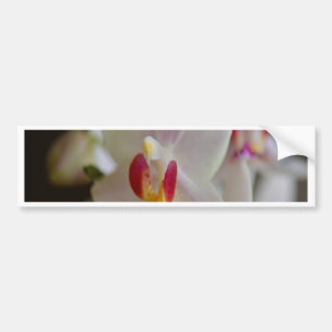 Autocollant De Voiture Orchidée de Phalaenopsis