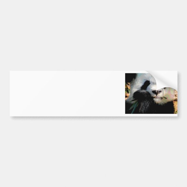 Autocollant De Voiture Panda affamé (Devant)