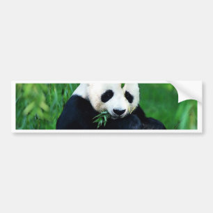 Autocollant De Voiture Panda Manger Feuilles