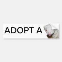 Photo Albino Ferret
