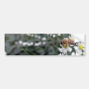 Autocollant De Voiture Photo de marguerites de fleurs de fleurs sauvages