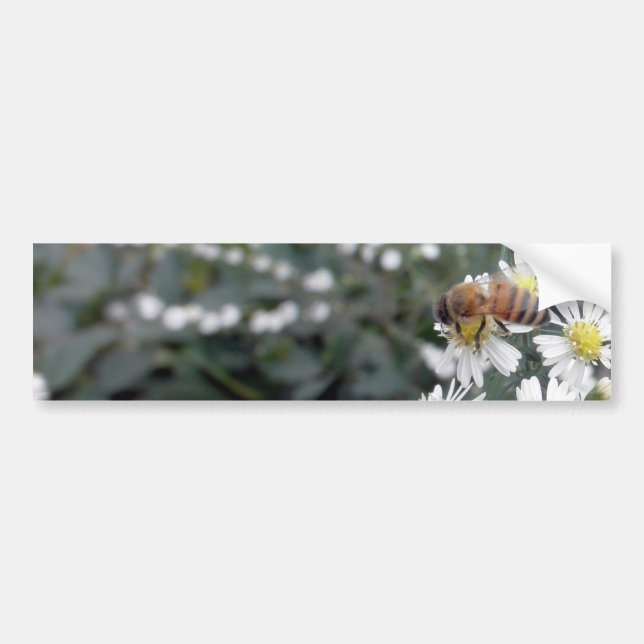 Autocollant De Voiture Photo de marguerites de fleurs de fleurs sauvages (Devant)