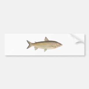 Autocollant De Voiture Poisson à chair blanche de lac