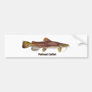 Autocollant De Voiture Poisson-chat à tête plate