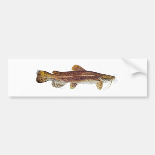 Autocollant De Voiture Poisson-chat à tête plate