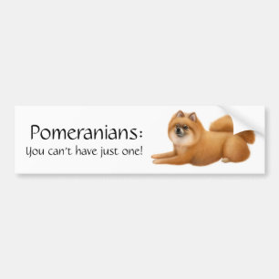 Autocollant De Voiture Pomeranian poursuit l'adhésif pour pare-chocs