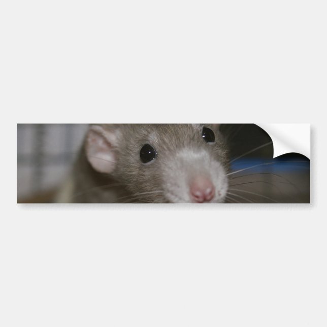 Autocollant De Voiture Rat curieux (Devant)