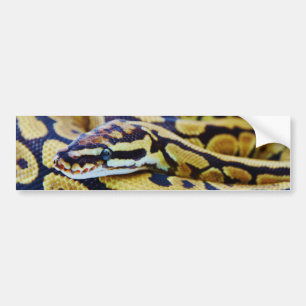Autocollant De Voiture Repos jaune et noir de python de boule