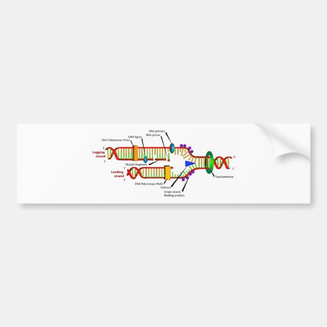 Autocollant De Voiture Reproduction d'ADN (Devant)