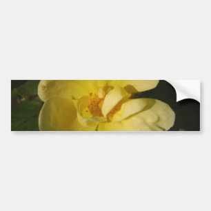 Autocollant De Voiture Rose jaune sauvage