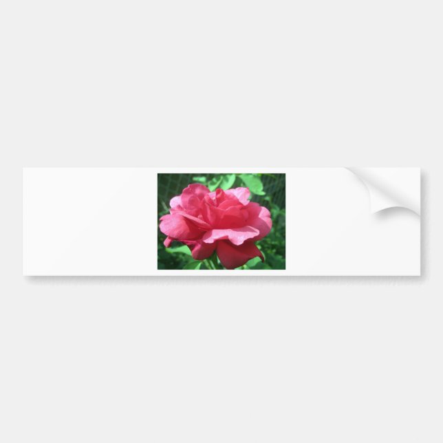 Autocollant De Voiture Rose rouge (Devant)