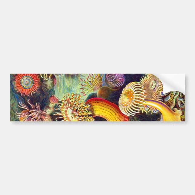 Autocollant De Voiture Sea Anemones Ernst Haeckel Art (Devant)