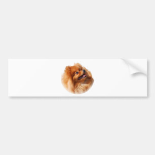 Autocollant De Voiture Spitz de Pomeranian