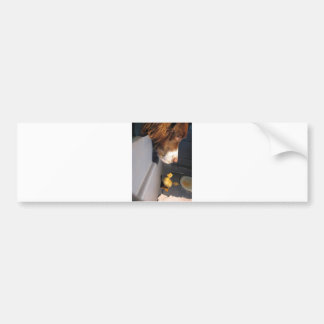 Autocollant De Voiture springer anglais spaniel w duckling