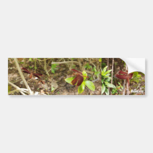 Autocollant De Voiture Sticker de pare-chocs NaturCraze Red Dragonfly