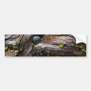 Autocollant De Voiture Sticker pare-chocs courants