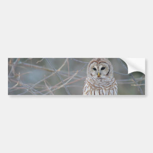 Autocollant De Voiture Strix Varia de hibou barré
