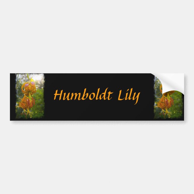 Autocollant De Voiture Sunburst de Humboldt Lilies (Devant)