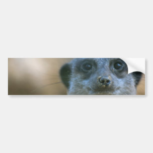Autocollant De Voiture Suricate drôle
