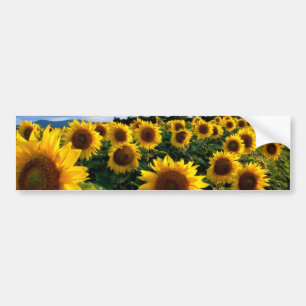 Autocollant De Voiture Terrain de tournesol