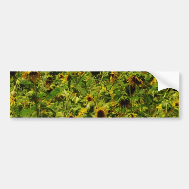 Autocollant De Voiture Terrain de tournesol (Devant)