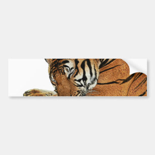 Autocollant De Voiture Tigre de repos