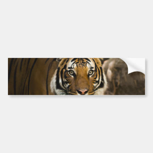 Autocollant De Voiture Tigre de Sibérie
