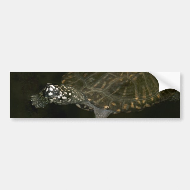 Autocollant De Voiture Tortue de natation (Devant)
