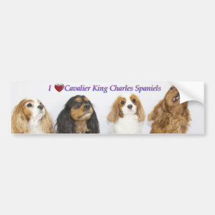 Autocollant De Voiture Trois couleurs de Cavaliers King Charles Spaniels