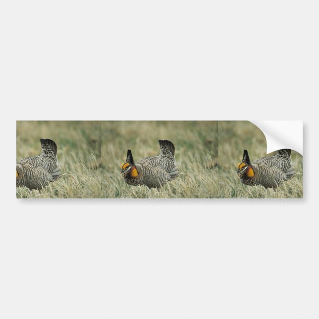Autocollant De Voiture Un plus grand prairie-poulet (Devant)