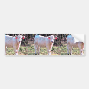 Autocollant De Voiture Vache blanche avec les oreilles étiquetées dans 