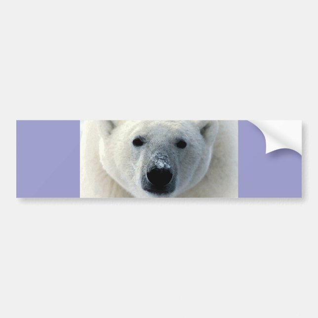 Autocollant De Voiture Visage de l'ours polaire (Devant)