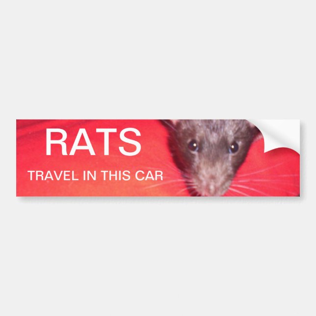 Autocollant De Voiture voyage de rats (Devant)