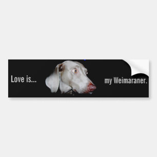 Autocollant De Voiture Weimaraner - le fantôme gris