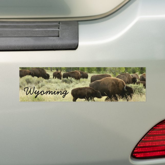 Autocollant De Voiture Wyoming Bison Nature Animal Photographie (En voiture)