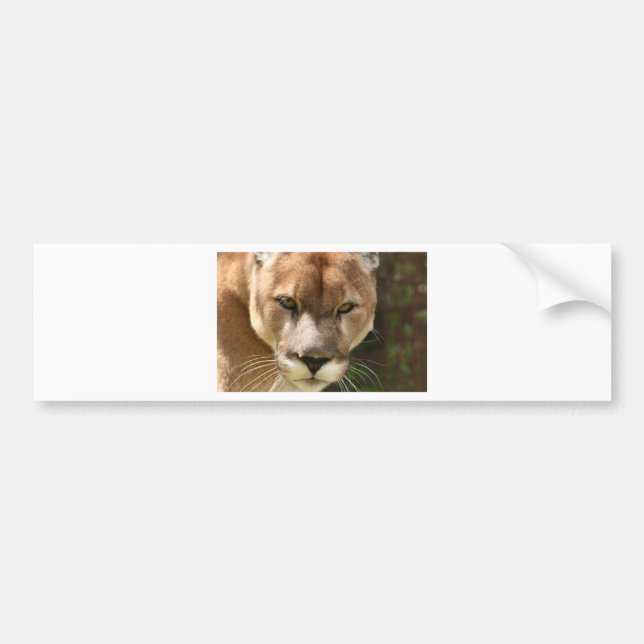 Autocollant De Voiture yeux de puma (Devant)